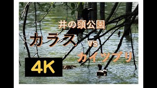 カラスvsカイツブリ【井の頭公園の争い】