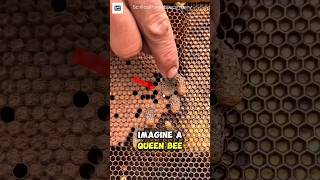 Why The Queen Bee Candidate Must Be Destroyed