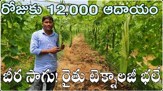 బీర సాగు భలే కాసింది|రైతు టెక్నాలజీ|ఇలా సాగు చేయండి|ఒక కేజీ ధర 60-80#Ridge Gourd Cultivation |#Beera