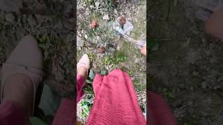 সিজনাল ফুলের এটাই জ্বালা, একবার ফুল হয়েই শেষ😕#gardening #flowers #garden