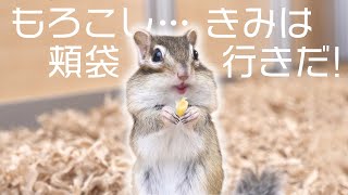 ほっぺたをパンパンにしてとうもろこしを頬張るシマリス