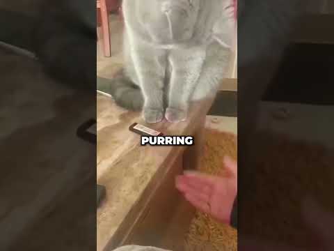 Why does a cat purr when a human touches them?