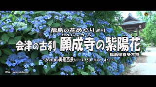 福島の花めぐりより Ｖｅｒ. 4Ｋ～ 会津の古刹  願成寺の紫陽花 ～