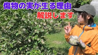 カボスの花を摘んで香りを抽出！なぜ傷物の実が生るのか解説します