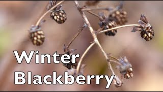 How To Identify Blackberry In The Winter