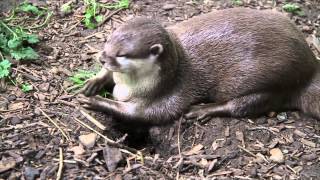 Cute Otters playing with stones and rock and squeaking