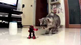 Exotic Cat VS Takara Tomy Battroborg 20 part 1 - 當冬冬遇上機械人