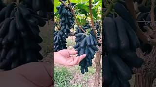 आखिर फार्म के काले अंगूर कैसे होते हैं।। #shorts #youtubeshorts #fruit #grape #farming #farm