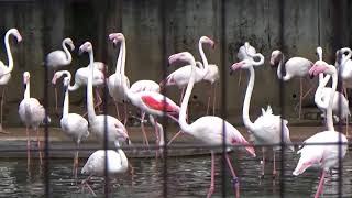 動物園チャンネル　フラミンゴ　多摩動物公園　ZOOchannel　Flamingo can fly　Tama Zoological park