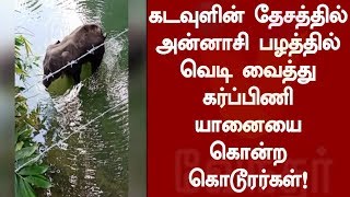 கடவுளின் தேசத்தில் அன்னாசி பழத்தில் வெடி வைத்து கர்ப்பிணி யானையை கொன்ற கொடூரர்கள்!