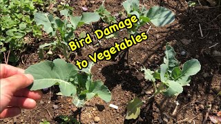 野菜作り ﾌﾞﾛｯｺﾘｰの葉が鳥に食べられる Bird Dmage to Vegetables