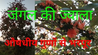 पलाश का पेड़ | पलाश के फूल के फायदे | Palash Tree Benefits | Palash Tree Flower | Palash ke Phool