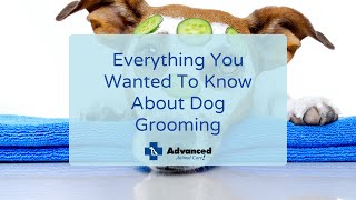 Everything You Wanted To Know About Dog Grooming