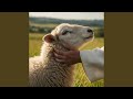 Feed My Sheep