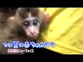 この夏さる軍団にやってきたメッチャ可愛い赤ちゃん猿たち！Baby monkeys orphaned this summer【４K】