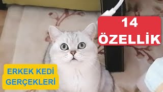 Erkek Kediler Hakkında 14 Şaşırtıcı Gerçek - Özellikleri - Dişilerle Farkları