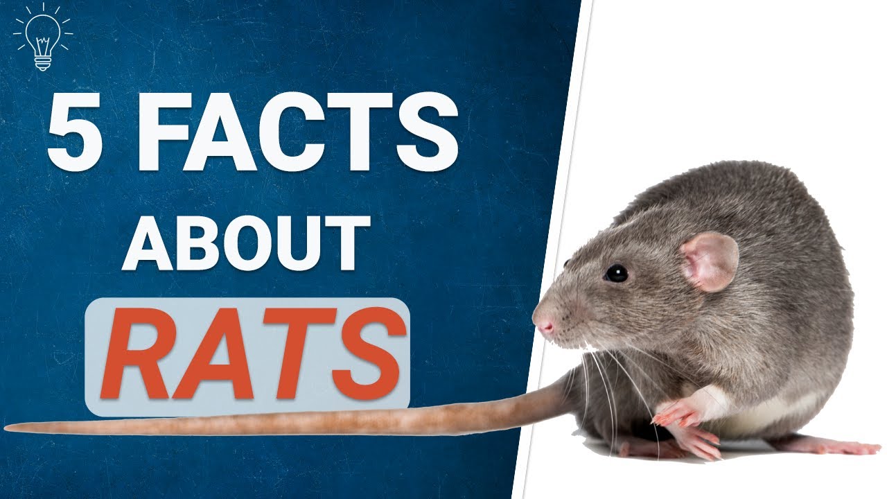 5 Facts About Rats 🐀 - YouTube