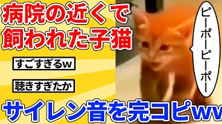 【2ch動物スレ】救急車の音を聴きすぎた子猫→鳴き声がサイレン音になるｗｗｗｗｗ