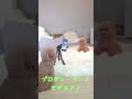 カメラ撮影する犬