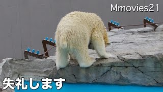 Polar Bear excretion ホッキョクグマ リラ スッキリと・・トイレタイム