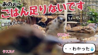 今日の小庭総集編(鳩数１羽)241107