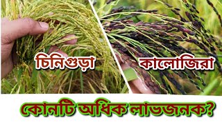 কালোজিরা ধান ও চিনিগুড়া ধানের পার্থক্য | চাষ পদ্ধতি ও বিস্তারিত | Kalozira Rice | chinigura Rice