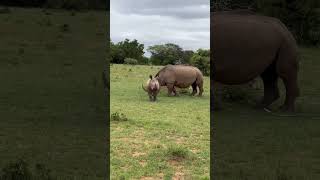 Baby White Rhino Stomps! Must see how cute!