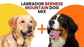 Labrador Bernese Mountain Dog Mix AKA Labernese