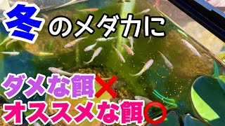 冬のメダカにオススメの餌は○○！ ダメな餌、オススメの餌を詳しく解説！ビオトープに最適な餌！メダカ睡蓮ビオトープ