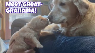 Golden Retriever Great-Grandma Sage Meets Her New Puppies