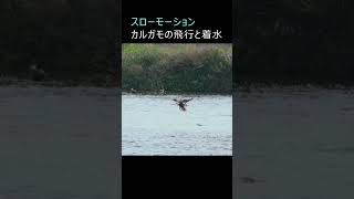 カルガモ2羽の飛翔と着水（スローモーション） #shorts #カルガモ #duck