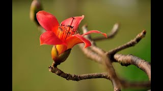 The flowers of spring in Guangdong.China 广东春天的那些花儿