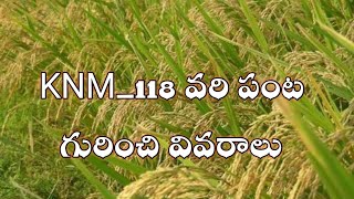 KNM_118 వరి పంట గురించి వివరాలు|knm 118 paddy variety