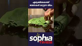 എരുക്കില കൊണ്ട്  വേദനകൾ മാറ്റുന്ന വിധം. #shorts