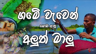 ගමේ වැවෙන් ගොඩ ආපු අලුත් මාලූ