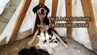 Acemi Anne Köpek Yuvasını Bitirememiş Bebekleri Açıkta Kalmış