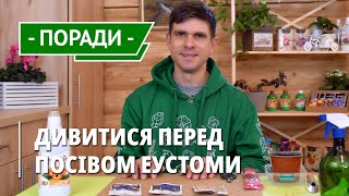 Як і коли сіяти еустому так, щоб почала квітнути на початку літа. Особливості квітки