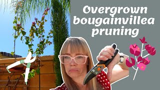 How to hard prune bougainvillea | Overgrown bougainvillea pruning | Bougainvillea after hard pruning