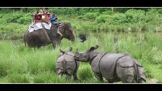 Chitwan National Park , Sauraha Nepal | चितवन राष्ट्रिय निकुञ्ज , सौराहा , नेपाल ।