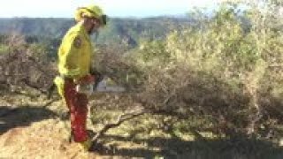 California trims brush to reduce wildfire danger