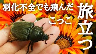 【カブトムシ飼育】「こっこ」旅立つ　羽化不全でも飛んだほど元気だった子