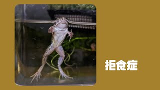 拒食症のヌマガエルに強制給餌