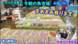 【まあまあ👌】【魚屋の作業風景】今朝の魚市場2月28日金曜日の水揚げ状況