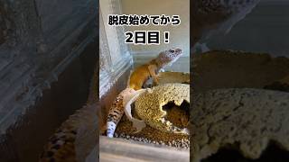 初めての脱皮不全 #レオパ #ヒョウモントカゲモドキ #こはく #脱皮