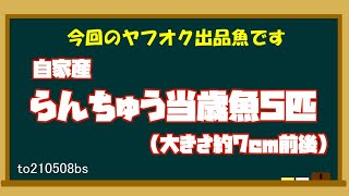 自家産らんちゅう当歳魚5匹（大きさ約7cm前後）to210508bs