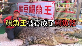 全球最大的鱷魚王，被黑心動物園養成了鱷魚乾！｜鱷魚小河｜叉雞