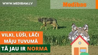 Vilki, lūši, lāči  māju tuvumā. Tā jau ir norma!