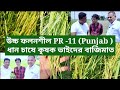 উচ্চ ফলনশীল PR -11 (Punjab ) ধান  চাষে কৃষক ভাইদের বাজিমাত