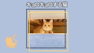 キョロキョロする猫🐈 #Shorts #猫 #マンジロー#マンチカン