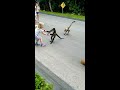 Monkeys Attempt Abduction of Child